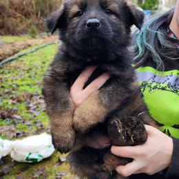 German Shepherd Puppies from Diwaids Working German Shepherd Dogs