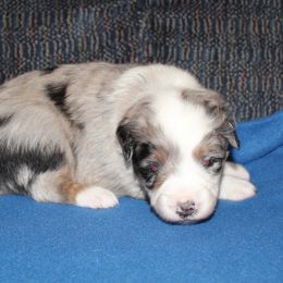 Flurry - full tail - Blue merle male Miniature American Shepherd puppy in Hillsdale, Michigan from Faithwalk Aussies and Mini American Shepherds