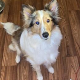 Remi - Shetland Sheepdog