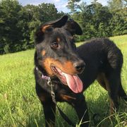 Beauceron All Grown Up from Bergers du Jalbert