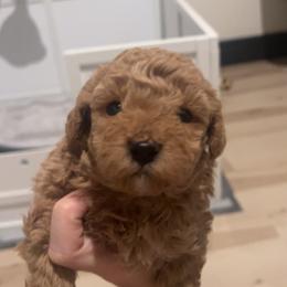 Cavapoo, Cockapoo, Goldendoodle, and Maltipoo Puppies from Perdue Puppies