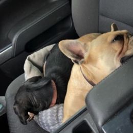 French Bulldogs from EV Bulldogs