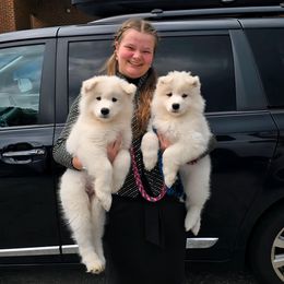 Samoyed Puppies from Snopeak Samoyeds