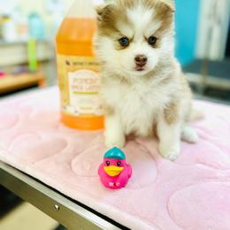 Girl 2 - Red and white female Pomsky puppy in Yavapai County, Arizona from Pawsh Pomskies
