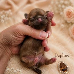 Daphne (brown) Chocolate - Liver female Shih Tzu puppy in Richmond, Texas from Aleka Shih Tzu