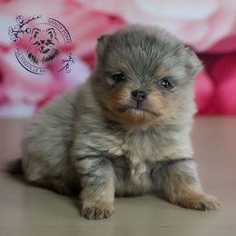 Burberry - Blue merle male Pomeranian puppy in Fultonville, New York from Sandy Aussies & Pomeranians