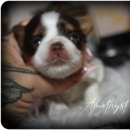 Amethyst - Chocolate, tan and white female Yorkshire Terrier puppy in Warren, Michigan from Danielle's Yorkie & Shih Tzu Babies