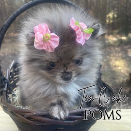 Pomeranian Puppies from Tea-Cake Pomeranians of The Carolinas