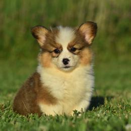 Calm and Low Energy Fluffy Male 2 - Sable male Pembroke Welsh Corgi puppy in Kansas City, Missouri from Willow Creek Corgis