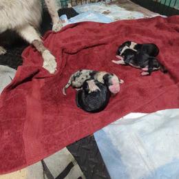 Australian Shepherd and Great Dane Puppies from AEW Farm