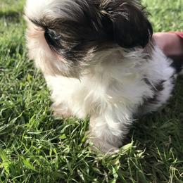 Shih Tzu Puppies from Willow Lane Shih Tzus