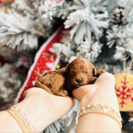 Winter - Toy Size - Red  female Goldendoodle puppy in Elizabethtown, Kentucky from Reddy Poodles & Doodles