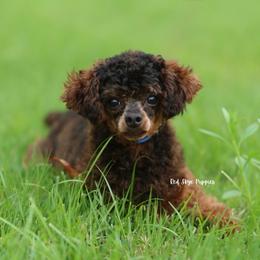 Gideon - Poodle