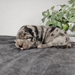 Ryder NALC - Blue merle male Catahoula Leopard Dog puppy in Doerun, Georgia from Twig & Tail Puppies