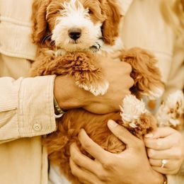 Cavapoo and Goldendoodle Puppies from Lake Cumberland Doodle Farm