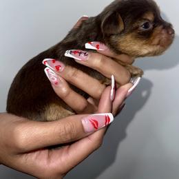 Yorkshire Terrier Puppies from A yorkie palace
