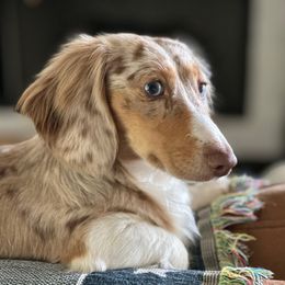 Peanut - Dachshund