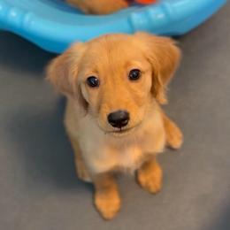 Spencer - Fawn male Companion Cross puppy in Columbus, Ohio from Laura Shorter