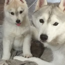 Siberian Husky Puppies from Bralin Siberians