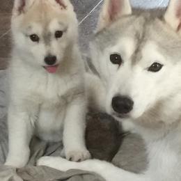 Siberian Husky Puppies from Bralin Siberians