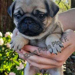 Pink Collar female - Fawn female Pug puppy in Saint Helens, Oregon from Ebert Golden Retrievers & Pugs