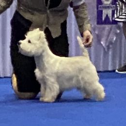 Americus - West Highland White Terrier