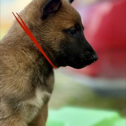 Tempo - Fawn sable male Belgian Malinois puppy in Briggs, Texas from Madhouse’s Belgian Malinois and German Shepherds