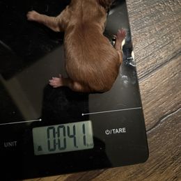 Gold male - Gold male Yorkshire Terrier puppy in Grove Hill, Alabama from Huntington Yorkies