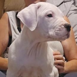 Sneezy - White male Dogo Argentino puppy in Bear River City, Utah from Valkka Kennels