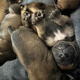 Male - Red male Boerboel puppy in Flemingsburg, Kentucky from Aussgardian Boerboels