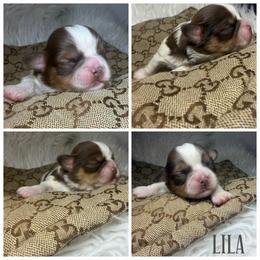 Lila - Liver and white female Shih Tzu puppy in Coolidge, Arizona from Shih Tzu’s  ‘N’ Love
