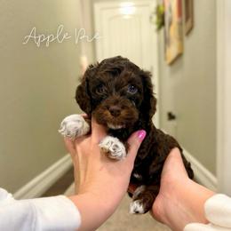 Apple Pie - Brown white and tan female Cockapoo puppy in Oologah, Oklahoma from Timber Hills Poodles and Doodles