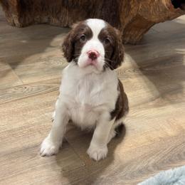 Miss Purple - Liver and white female English Springer Spaniel puppy in Pembroke Pines, Florida from Divine Spaniels ( Home of English Springers and English Cockers )