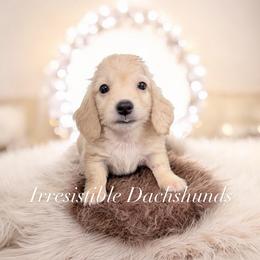 Winston - Cream male Dachshund puppy in Richmond, Virginia from Irresistible Dachshunds & Cavaliers