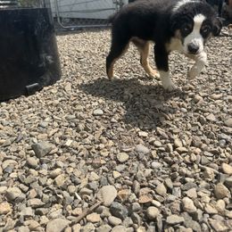 Miniature American Shepherd Puppies from Moonlight Trail Aussies