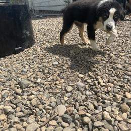 Miniature American Shepherd Puppies from Moonlight Trail Aussies