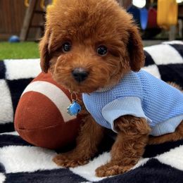 Jingle - Red male Maltipoo puppy in Sugar Land, Texas from Celebrity Maltipoos
