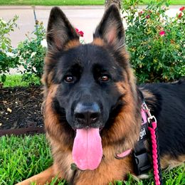 Juliet - German Shepherd