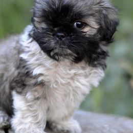 Shih Tzus from Paragon Petz