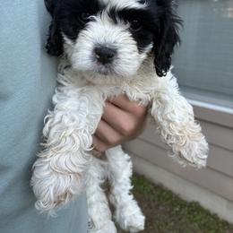 Ruby - Black and white female Cavapoo puppy in Buda, Texas from Haus of Doodles