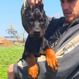 Lada - Black and rust female Doberman Pinscher puppy in China Township, Michigan from Snell's Superior Kennel Dobermann & GSP