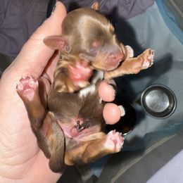 Jinx - Chocolate male Yorkipoo puppy in Independence, Kentucky from 4paws4ever by Design