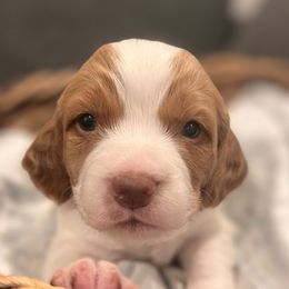 Epiphone - Brittany puppy from Sandridge Brittanys