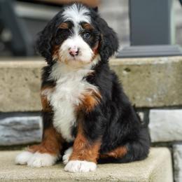 Burger - Tri-color male Bernedoodle puppy in Dundee, Ohio from Down Home Doodle