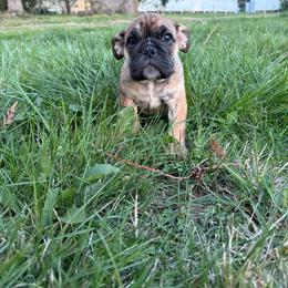 Frankie( we deliver ) - Fawn and brindle male Bulldog puppy in Seattle, Washington from mama Myra bulldogs