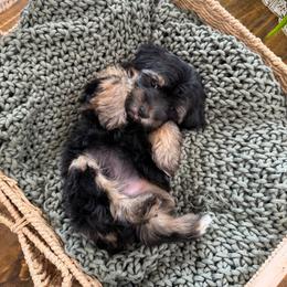 W e n d y - Tri-color female Yorkipoo puppy in Hooper, Utah from Anchor Dogs