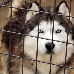 Ranger - Siberian Husky
