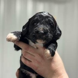 Brix - Phantom male Bernedoodle puppy in Petersburg, Michigan from Brittany’s Mini Bernedoodles