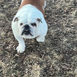 Mabel - Bulldog
