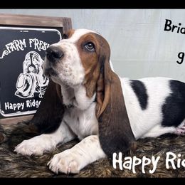Simon - Black brown and white male Basset Hound puppy in Mebane, North Carolina from Happy Ridge Hounds